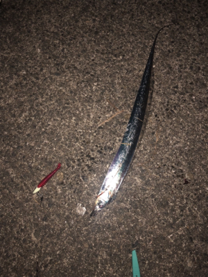 渋かったけどタチウオ