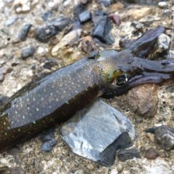 やっとアオリGET (^^)v