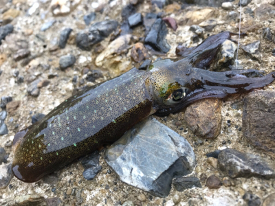 やっとアオリGET (^^)v