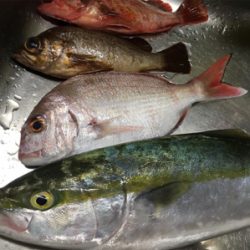 紀北オフショアゲーム