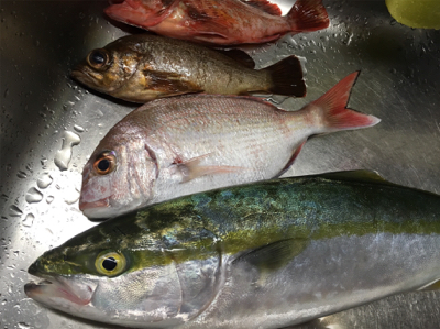 紀北オフショアゲーム