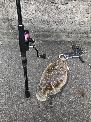 ショアジギングにてまさかの平らいやつ