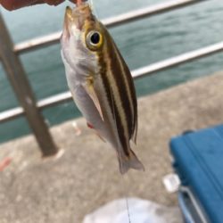 雨の中サビキ釣り