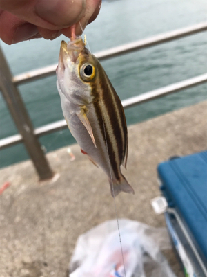 雨の中サビキ釣り