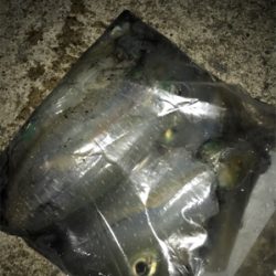 この時期にしてはいいサイズ