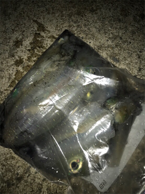 この時期にしてはいいサイズ