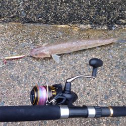 悪天候の中、サゴシ45cm