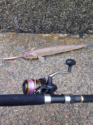 悪天候の中、サゴシ45cm