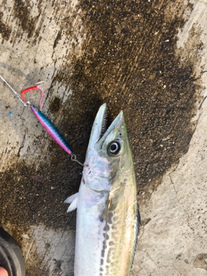 サゴシのみ！タチウオ渋め！