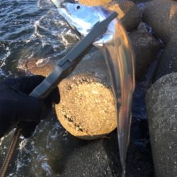 朝まづめショアジギ