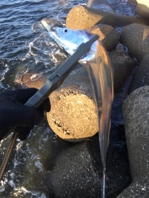 朝まづめショアジギ