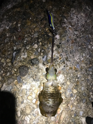 ジギングからのエギング