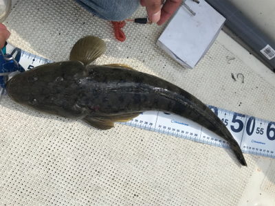 浜名湖ボート爆釣！！