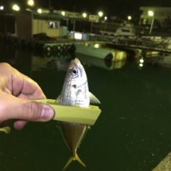 豊島・岡村島 アジング