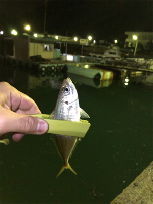 豊島・岡村島 アジング