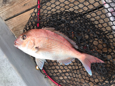 明石  鯛カブラ  虎之介
