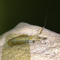 雨のナイトエギング