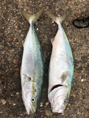 ３戦３勝やけど……