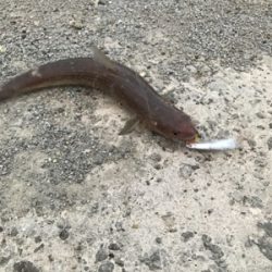 早朝ショアジギングで奇跡が