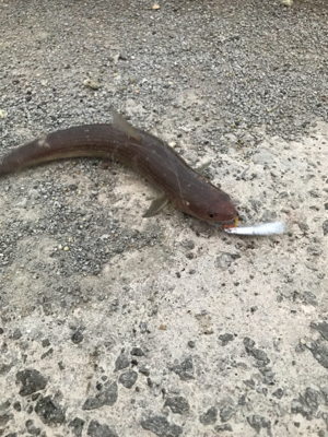 早朝ショアジギングで奇跡が