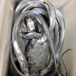 タチウオは爆！青物は、、、