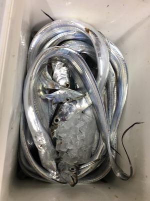 タチウオは爆！青物は、、、