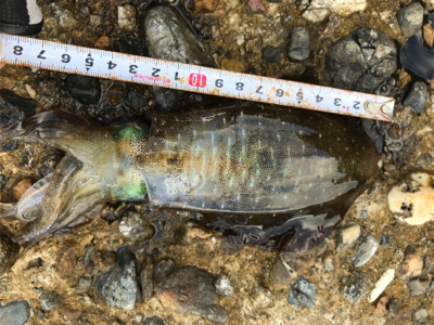 連日アオリイカGET (^^)v