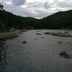 アオリイカ調査