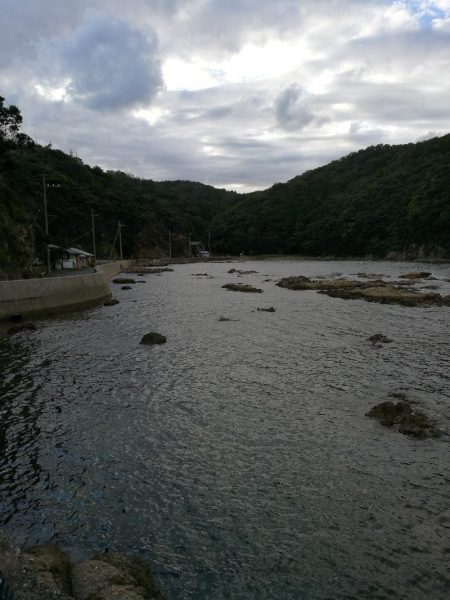 アオリイカ調査