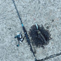 エギングしてたらタコ釣れた爆笑