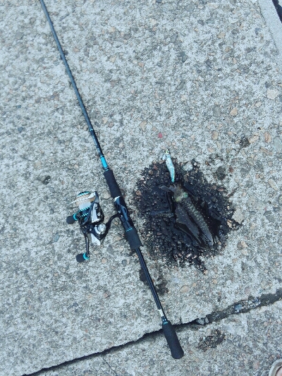 エギングしてたらタコ釣れた爆笑