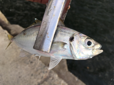 アジ釣れました