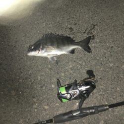 ナイトアジング