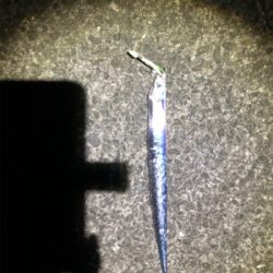 青物、タチ狙い