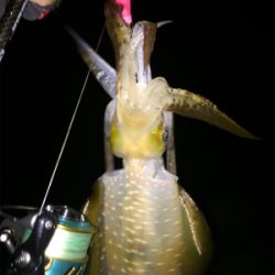 強風の中、今期一番(๑>◡<๑)