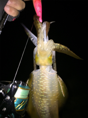 強風の中、今期一番(๑>◡<๑)