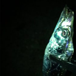 タチウオGET (^^)