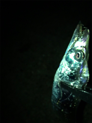 タチウオGET (^^)