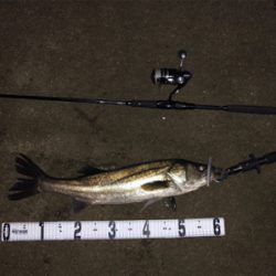 花見川シーバス、チヌ！！