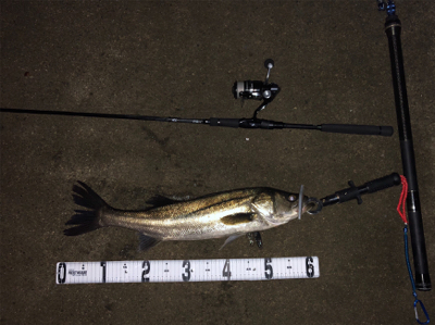 花見川シーバス、チヌ！！