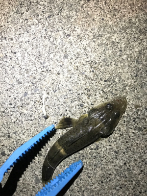 暇つぶしのライトゲーム