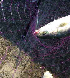 ショアジギ 泳がせまずまず