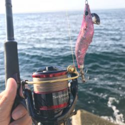 アオリイカ釣果