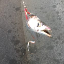 タチウオ渋め？