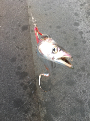 タチウオ渋め？