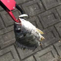 仕事終わり釣行