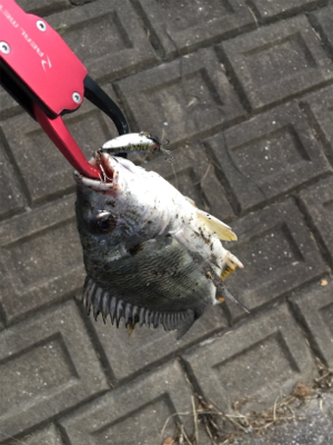 仕事終わり釣行