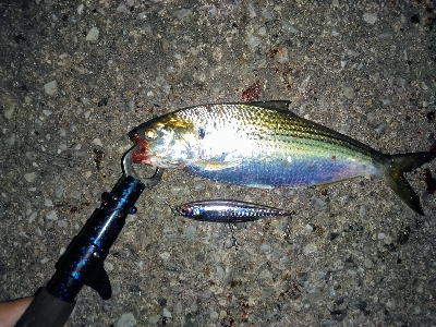 タチウオ狙いのヘビーシンペンでまさかの外道…