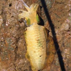 風と波で濁りが…