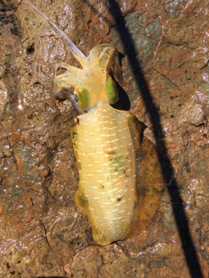 風と波で濁りが…